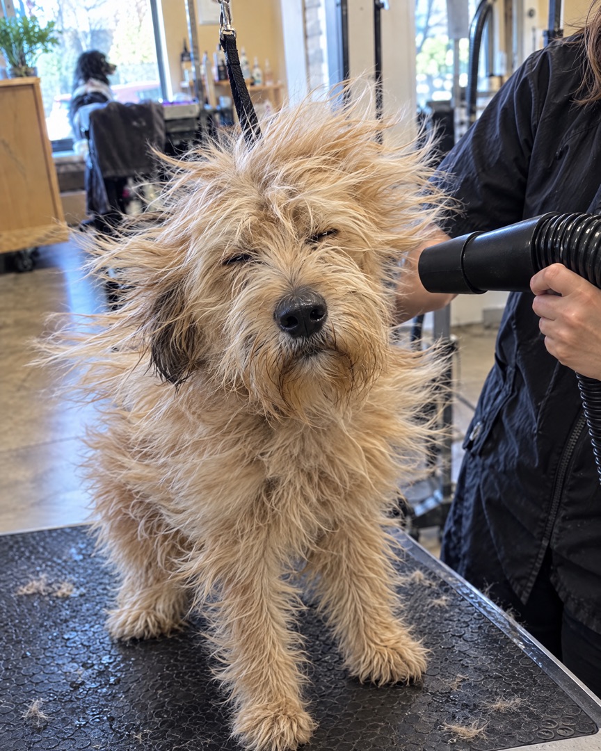 The terrier mix being blow-dried on the grooming table, fur flying