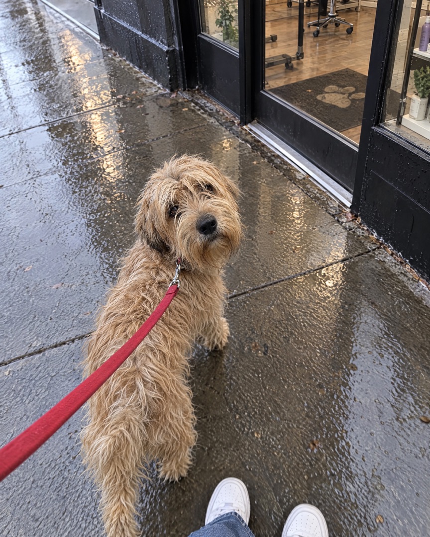 Looking down at a scruffy terrier mix on a red leash outside the grooming salon
